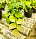 4" Fern Maidenhair Silver Dollar